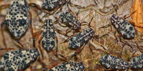 Lisne uši na breskvi: mjere suzbijanja